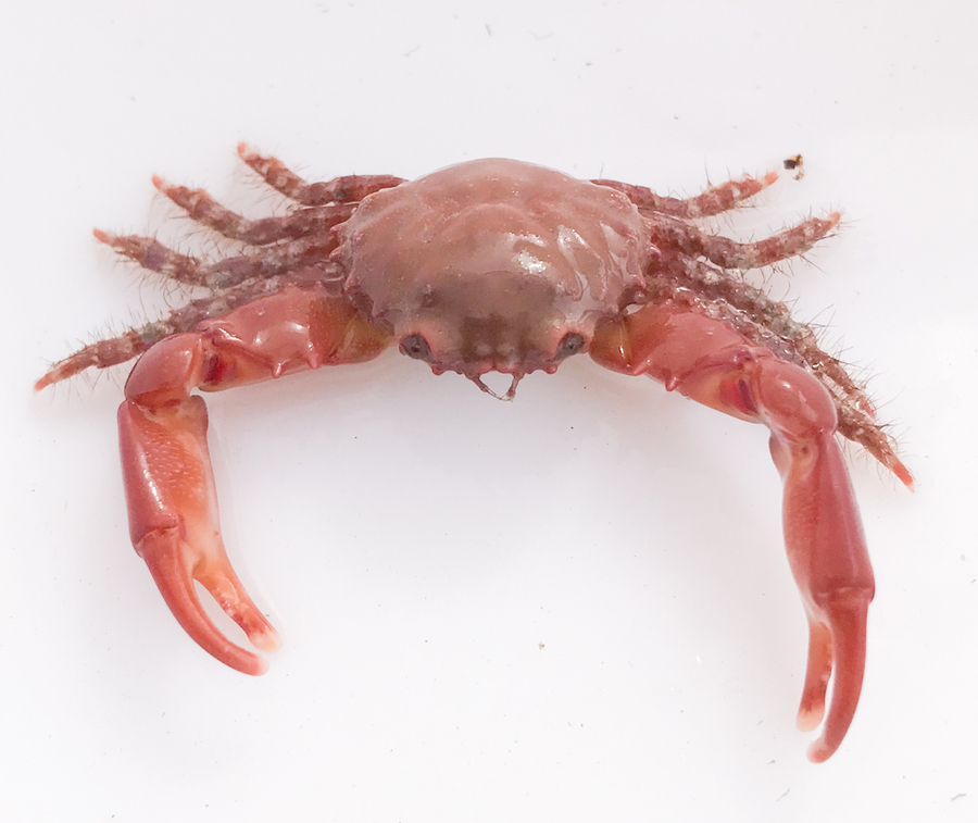 Cangrejo Ruby